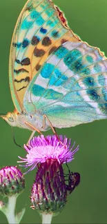 Vivid butterfly perched on a purple flower against a green backdrop.