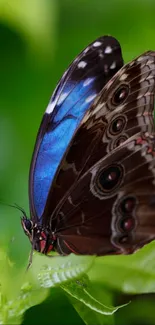 Vivid butterfly resting on a green leaf with detailed wing patterns.