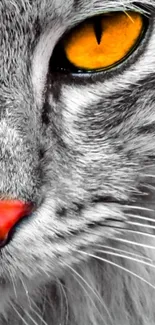 Close-up of a cat's face with striking yellow eye and detailed gray fur texture.