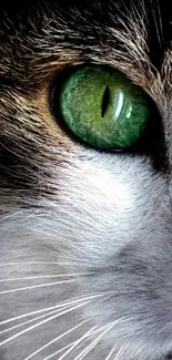 Close-up photo of a cat's face focusing on a vibrant green eye.