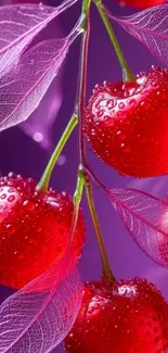 Bright red cherries with purple leaves and water droplets.