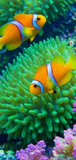 Clownfish swimming in a vibrant coral reef setting with green coral.