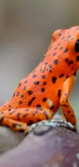 Vibrant orange frog in a natural forest setting with earthy tones and textures.