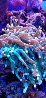 Vivid coral reef with diverse marine life and vibrant colors in an underwater scene.