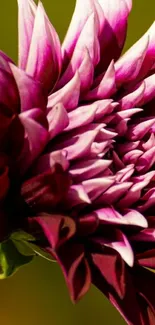 Vibrant pink dahlia flower on green background.