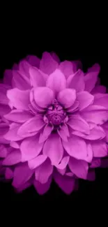 Vivid pink dahlia flower on black background mobile wallpaper.