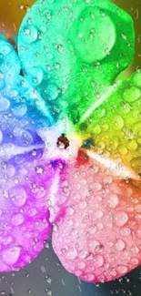 Multicolored flower with dewdrops creating a rainbow effect.