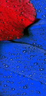 Vibrant red and blue feather with droplets.