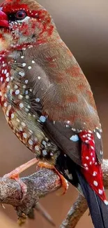 Colorful finch bird perched on a branch with vibrant plumage.