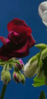 Red and white flowers with a blue backdrop.