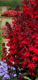 Red flowers and greenery in garden wallpaper