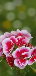 Pink and white flowers with a green background, perfect for mobile wallpaper.