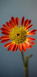 Vibrant red and orange flower against a soft blue background.