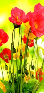 Vibrant poppy flowers with green background design.