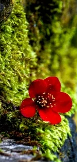 Red flower on vibrant green moss background.