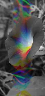 Black-and-white flower with a vivid rainbow aura.