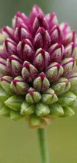 Close-up of a vibrant purple and green flower bud.