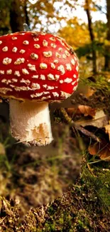 Vibrant red mushroom in autumn forest.