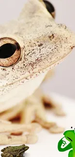 Close-up image of a frog with textured skin on a white background.