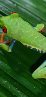 Vibrant green tree frog on a lush leaf wallpaper.