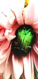 Green beetle nestled in a pink flower, showcasing nature's vivid colors.