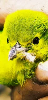 Close-up of a vivid green bird held gently.