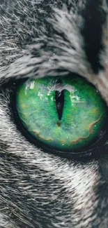 Detailed close-up of a cat's vivid green eye with intricate patterns.