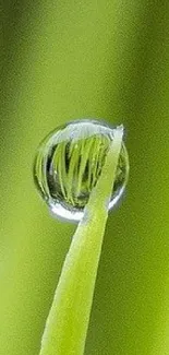 Close-up of dewy green grass blades in focus.