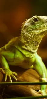 Vivid green iguana perched on branch in jungle scene.