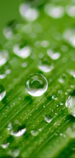 Close-up of water droplets on a vivid green leaf for mobile wallpaper.