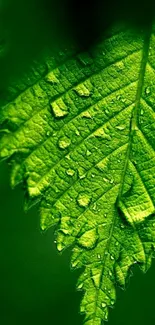 Close-up of a vibrant green leaf with dewdrops.