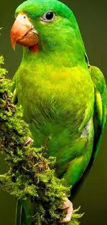 Vivid green parrot perched on a leafy branch with a lush background.