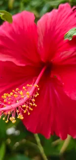 Close-up of a vibrant red hibiscus flower with lush green leaves.