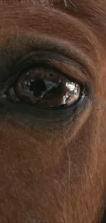 Close-up of a horse's eye with realistic detail and earthy tones in the wallpaper.