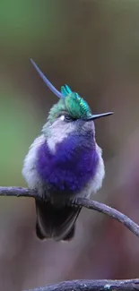 Bright hummingbird with purple and green hues on a natural background.