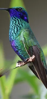 Vibrant hummingbird with blue and green plumage on a natural background.