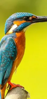 Kingfisher perched on branch with vibrant blue and orange feathers.