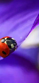 Vibrant ladybug on a vivid purple petal close-up.