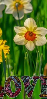 Vibrant daffodil flowers with love typography in green field.