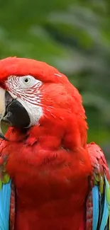 Close-up of a vibrant red macaw in lush green background.