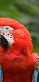 Vivid red macaw parrot in natural setting with green background.