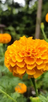 A vivid marigold flower with bright orange petals in a natural garden setting.