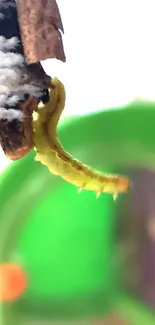 Close-up of caterpillar on twig with green and purple background.