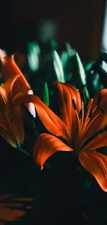 Vibrant orange lily flower with dark green leaves in background.