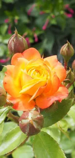 Vibrant orange rose close-up in garden wallpaper.