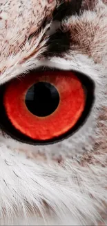 Close-up view of an owl's vivid red eye in stunning detail.