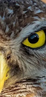 Close-up of owl's vivid eye and detailed feathers in natural lighting.