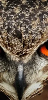 Close-up of owl's vivid orange eyes and feathers in high detail.