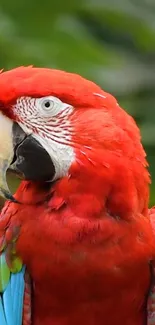 Close-up of vibrant red parrot with detailed feathers.