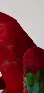 Vivid red parrot feathers captured in detail.